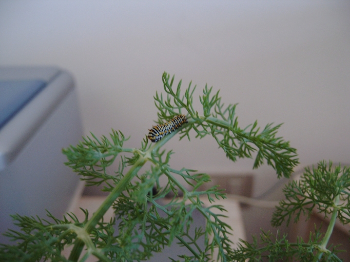 Istruzioni per allevare un Papilio machaon